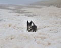 A dog plays in sea foam on a beach