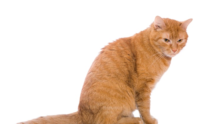 Should We Stop Keeping Pets Why More And More Ethicists Say Yes Life And Style The Guardian