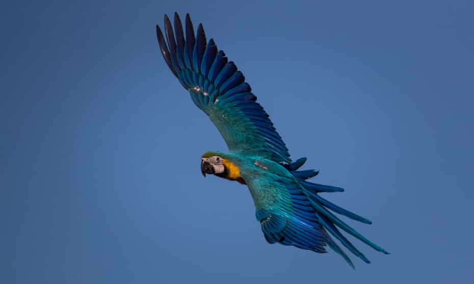 Blue and yellow macaw in Venezuela.