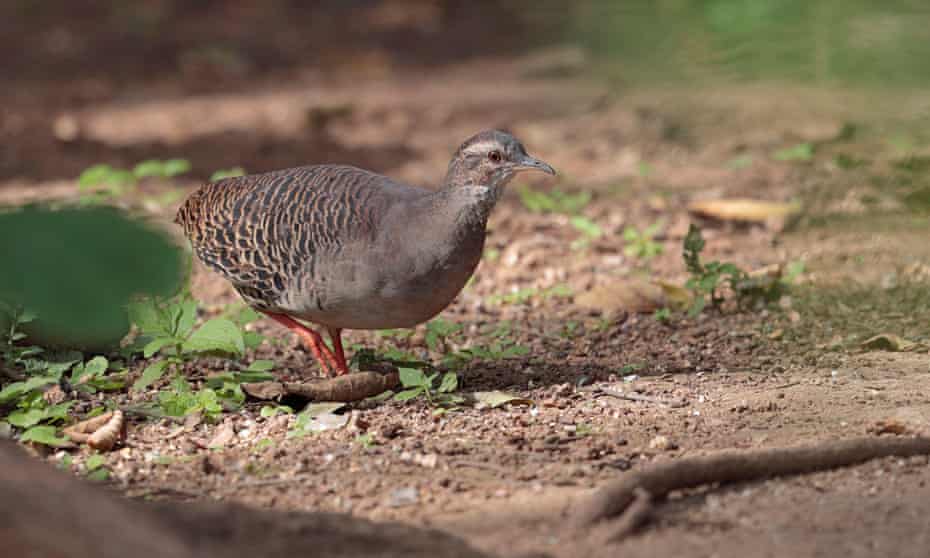 The pale-browed tinamou, whose call could be heard on the video, is not native to Colombia, where the footage was purportedly shot.