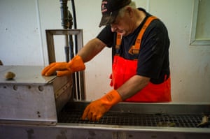 Cecil Banks hand-sorts oysters as they pass on a conveyor belt washer. The Hardys have abandoned tonging, a method of scooping oysters from the bay floor with a hand-operated dredging basket. Instead, they sort each oyster by hand 