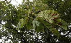 Horse chestnut trees showing leaf miner damage