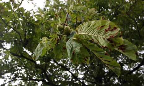 Horse chestnut affected by the leaf miner