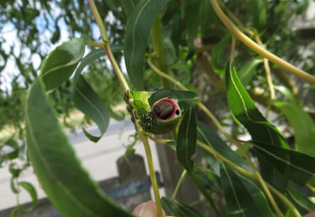 A caterpillar on a stem of a willow, among green leaves
