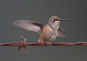 Um colibri ruivo empoleira-se em uma cerca de arame farpado ao longo de um pasto perto de Elkton, no oeste rural de Oregon. Os colibris ruivos são extensos e se reproduzem mais ao norte do que qualquer outro colibri.