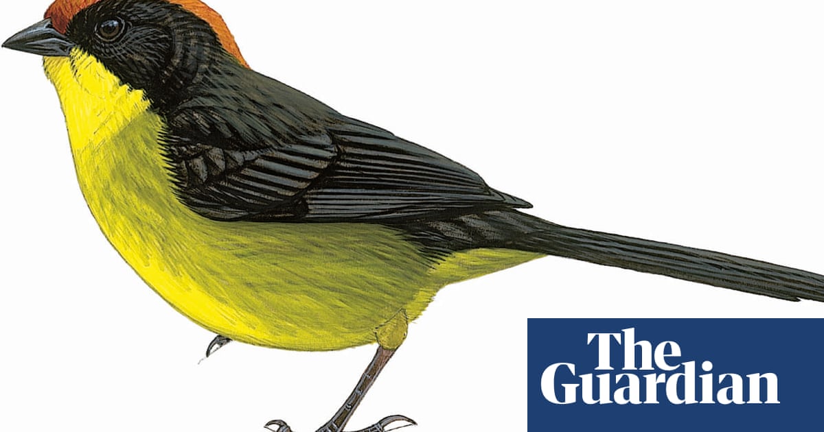 Last seen in … birdwatchers asked to join hunt for world’s 10 rarest birds