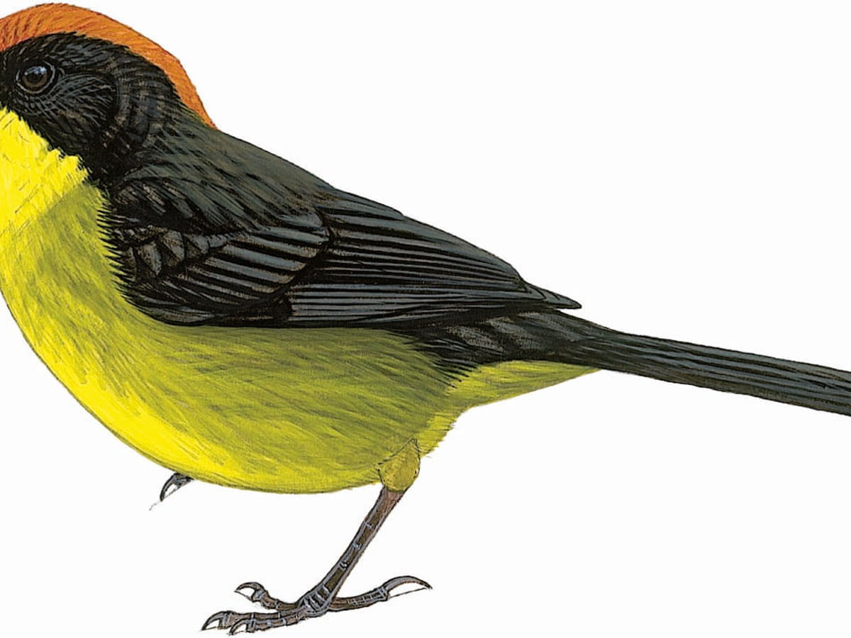 Christmas Bird Count 2022 Rare Bird Form Last Seen In … Birdwatchers Asked To Join Hunt For World's 10 Rarest Birds  | Environment | The Guardian