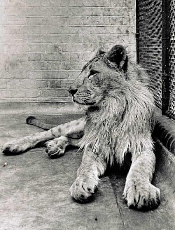 A grown-up Singh at London Zoo, having been donated by Francis and his family in June 1935.