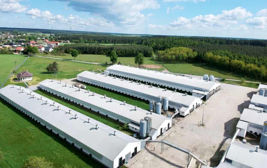 Industrial-scale chicken farm in Zielun