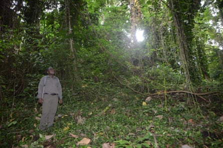 Le Dr Abwe se trouve dans une forêt dense, avec la lumière du soleil qui perce à travers la canopée des arbres.