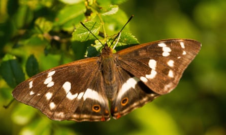 A female purple emperor