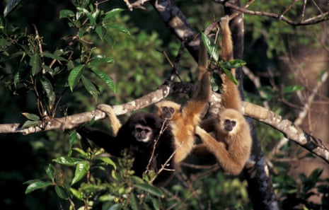 A group of gibbons hanging from a tree branch in a forest