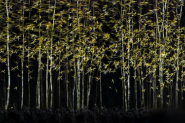 A mixed flock of goldfinches and bramblings