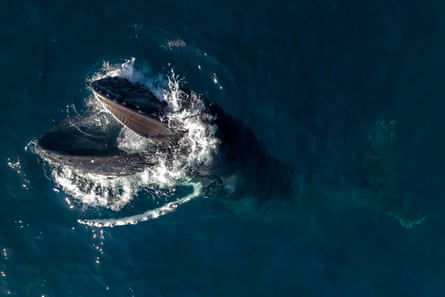 For whale watching season story. Whales taken just off the Copacabana Central Coast in 2024.