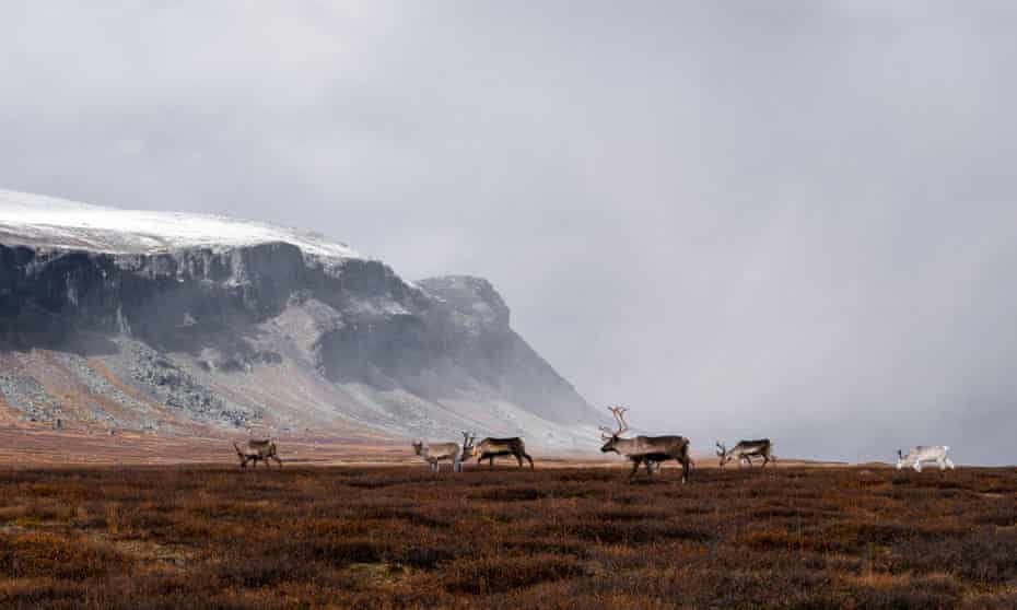 Reindeer running in the Arctic landscape in Swedish Lapland