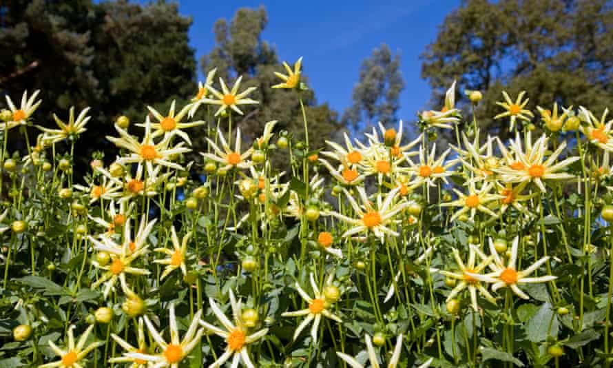 Dahlia will be among the stars of the show.