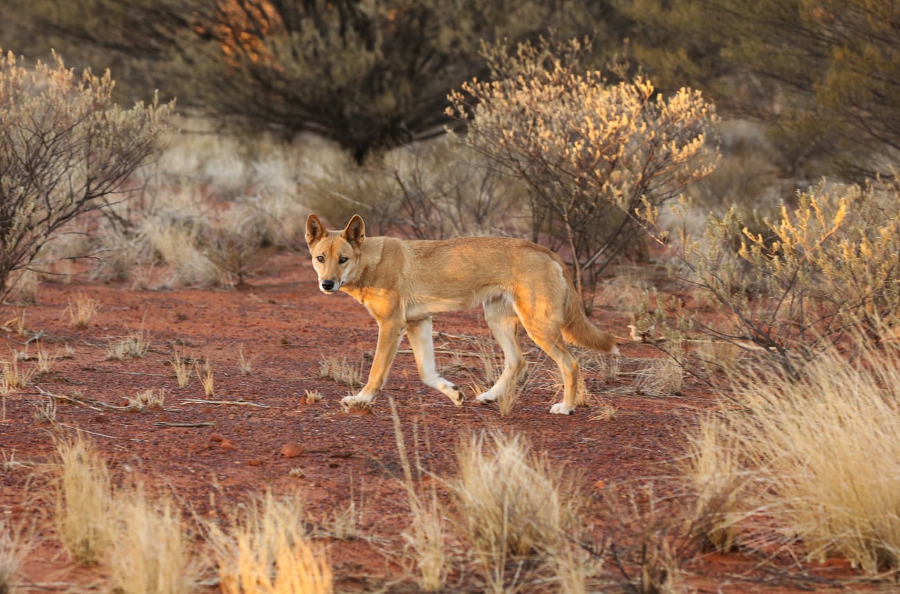 ‘Dingoes were here first’: the landowners who say letting ‘wild dogs’ live pays dividends ‘Dingoes were here first’: the landowners who say letting ‘wild dogs’ live pays dividends
