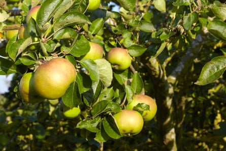Bramley apples in a tree