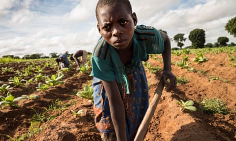 tobacco field work harvester A five-most-dangerous job for teens Stop Child Labor The Child Labor Coalition Kids: Tobacco farm work making