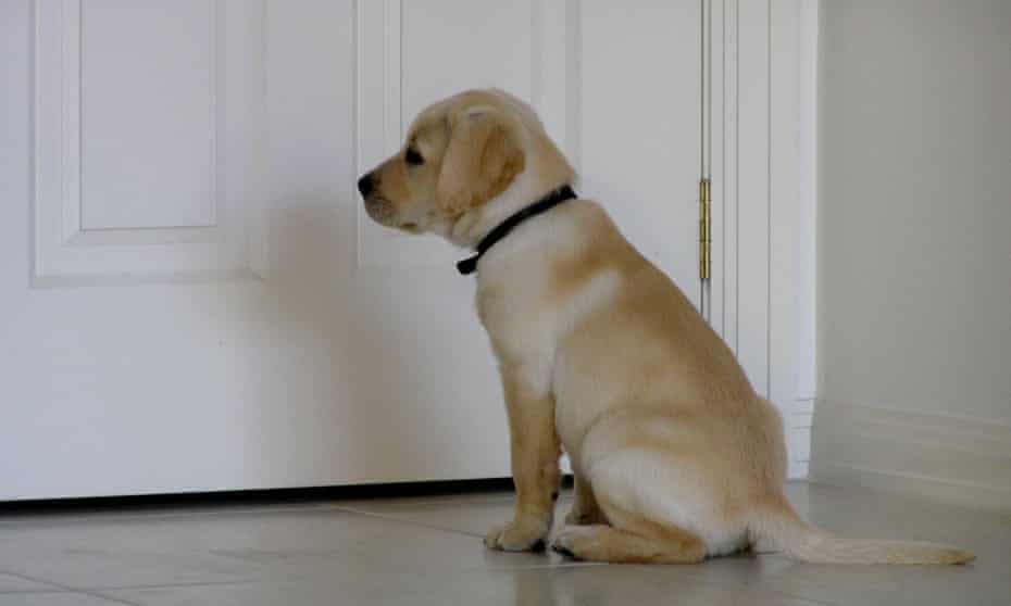 Dog Gone How To Handle Your Pet S Post Covid Separation Anxiety Pets The Guardian