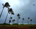 palm trees bend in the wind