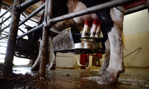 A cow is milked by a milking robot at a farm in Vritz, near Nantes, western France.