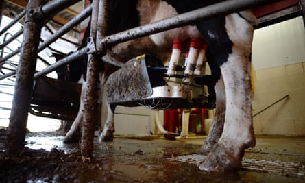 A milking robot at a farm near Nantes, western France.