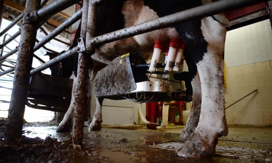 A cow being milked by a robot at a farm in France.