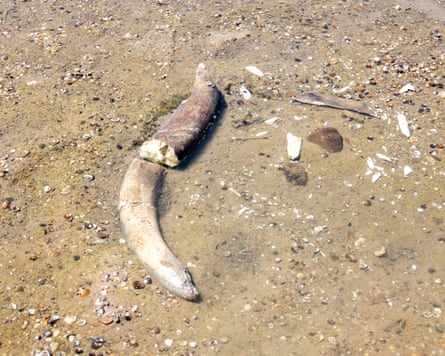 The remains of what is believed to be an ancient mammoth.