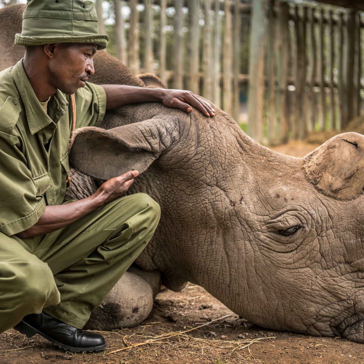 We held a memorial service': the keeper of the last male northern white  rhino | Wildlife | The Guardian