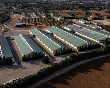 A pig farm in Balsa de Ves, Albacete.