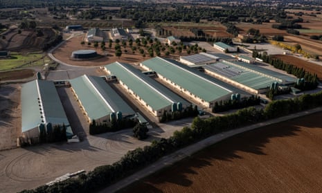 A pig farm in Balsa de Ves, Albacete.