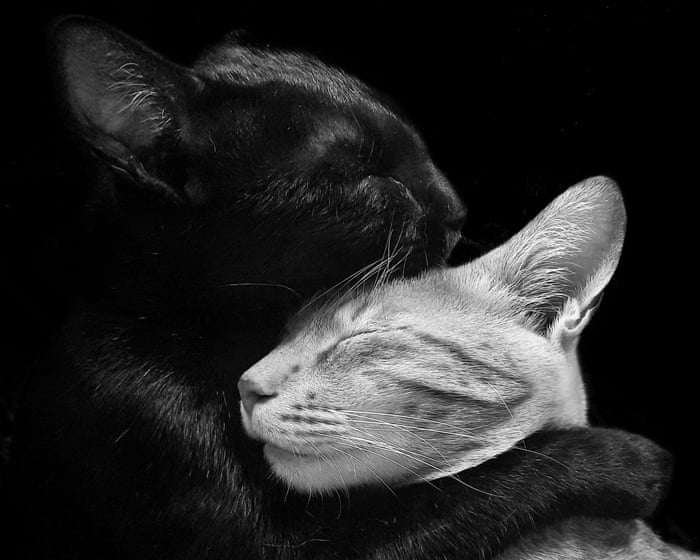 ‘My cats are always grooming, chasing or cuddling’: Sagar Pavale’s best phone picture