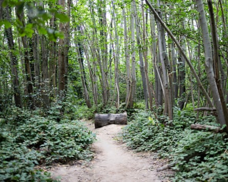 Dense woodland