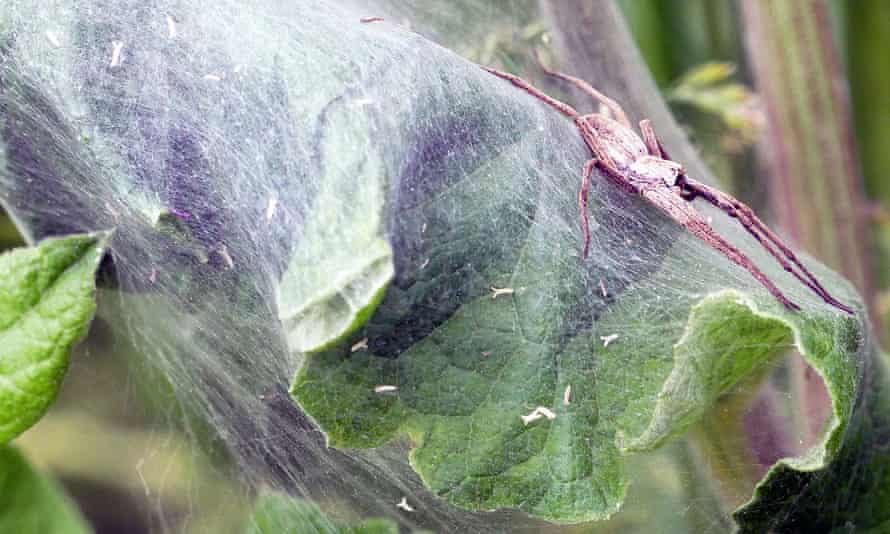 Pisaura mirabilis weaves a silken nursery for her spiderlings and guards them until they can fend for themselves