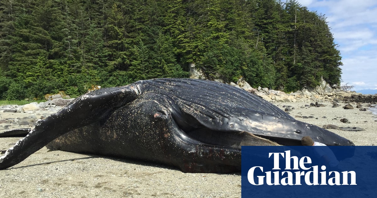 Did a marine heatwave cause 7,000 humpback whales to starve to death? | Whales