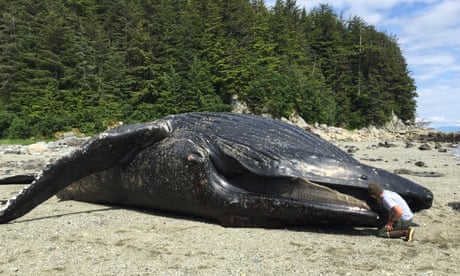 Did a marine heatwave cause 7,000 humpback whales to starve to death?
