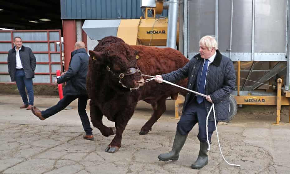 Boris Johnson with a bull on  a visit to a farm in Aberdeenshire