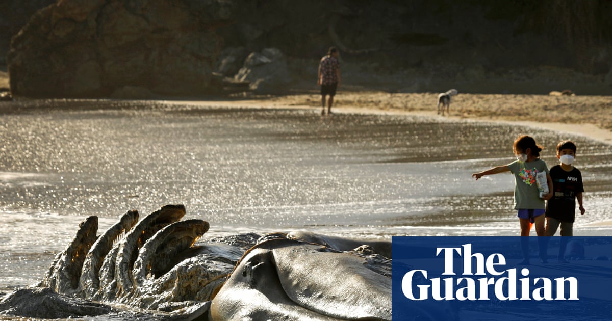 San Francisco turns to AI to save whales from ship strikes as deaths soar