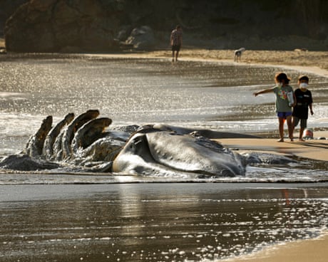 San Francisco turns to AI to save whales from ship strikes as deaths soar