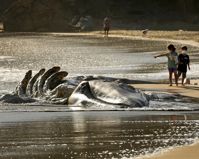 San Francisco turns to AI to save whales from ship strikes as deaths soar