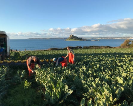 David Simmons, a brassica grower from Cornwall for a weekend piece and his son Tom, who also works with Riviera Produce.