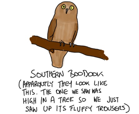 Boobook owl