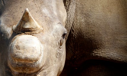 extreme rhino closeup; full face on, a dehorned rhino looks directly at the viewer in the left hand side of the frame.  The right hand side is filled with the rhino's body.