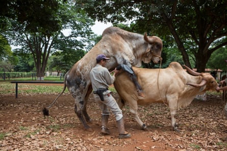 a collector collecting semen at ABS PecPlan a leading international laboratory of bovine genetics. Uberaba, Brazil, 2015