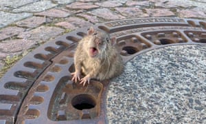 The fat rat trapped in Bensheim, Germany.