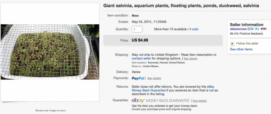 An eBay advertisement for giant salvinia.