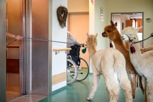 The alpacas take the lift down to the garden after visiting residents on the 4th floor.