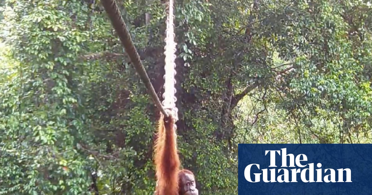 Cries of delight' as Sumatran orangutan filmed using canopy bridge to cross road for first time