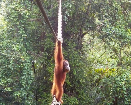 ‘Cries of delight’ as Sumatran orangutan filmed using canopy bridge to cross road for first time